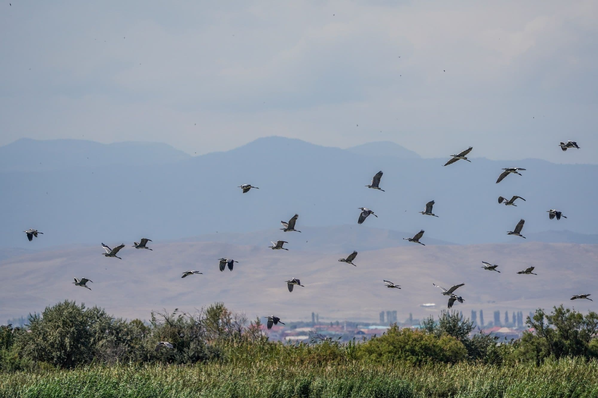 Серая цапля