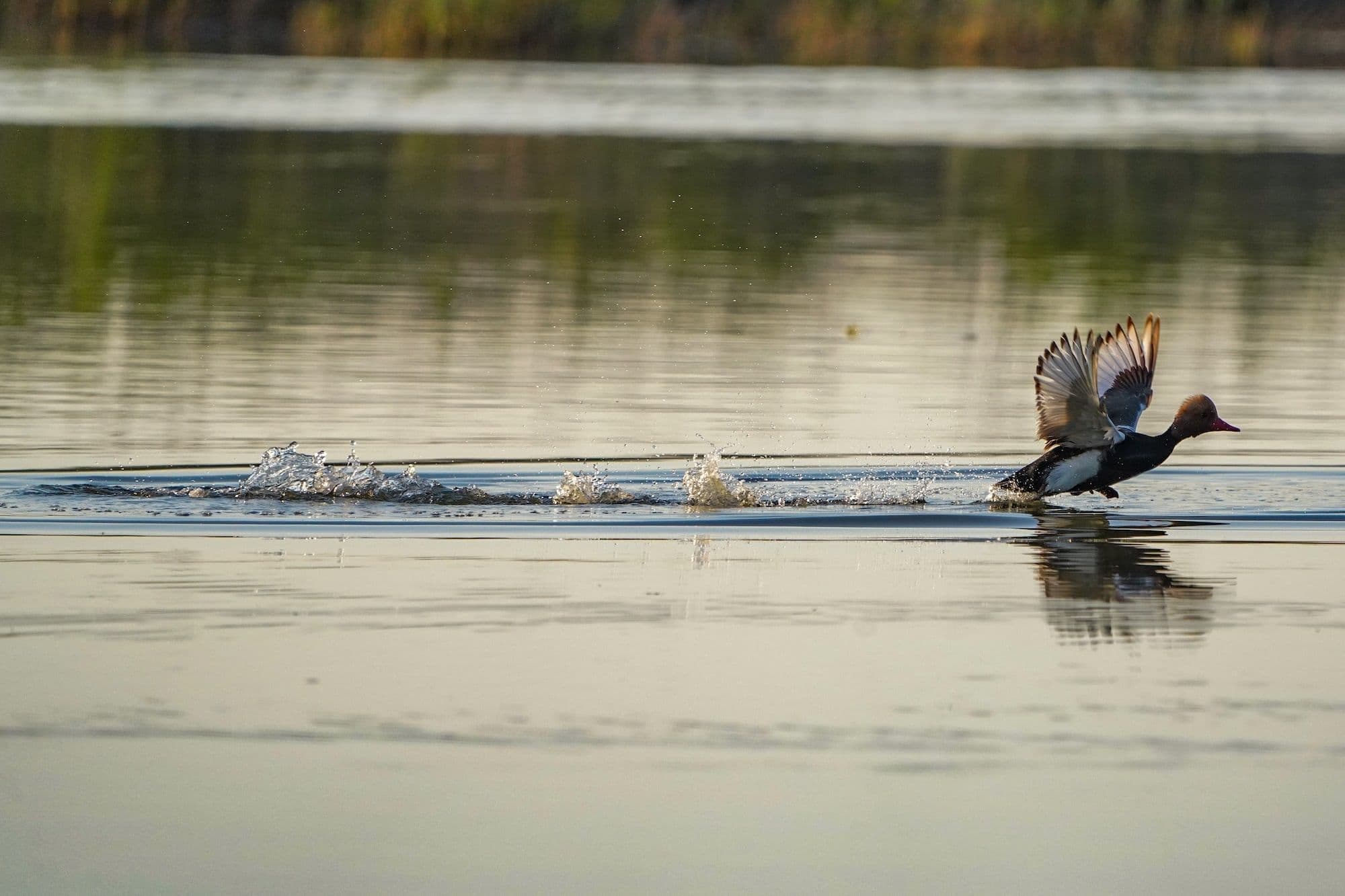Красноносый нырок