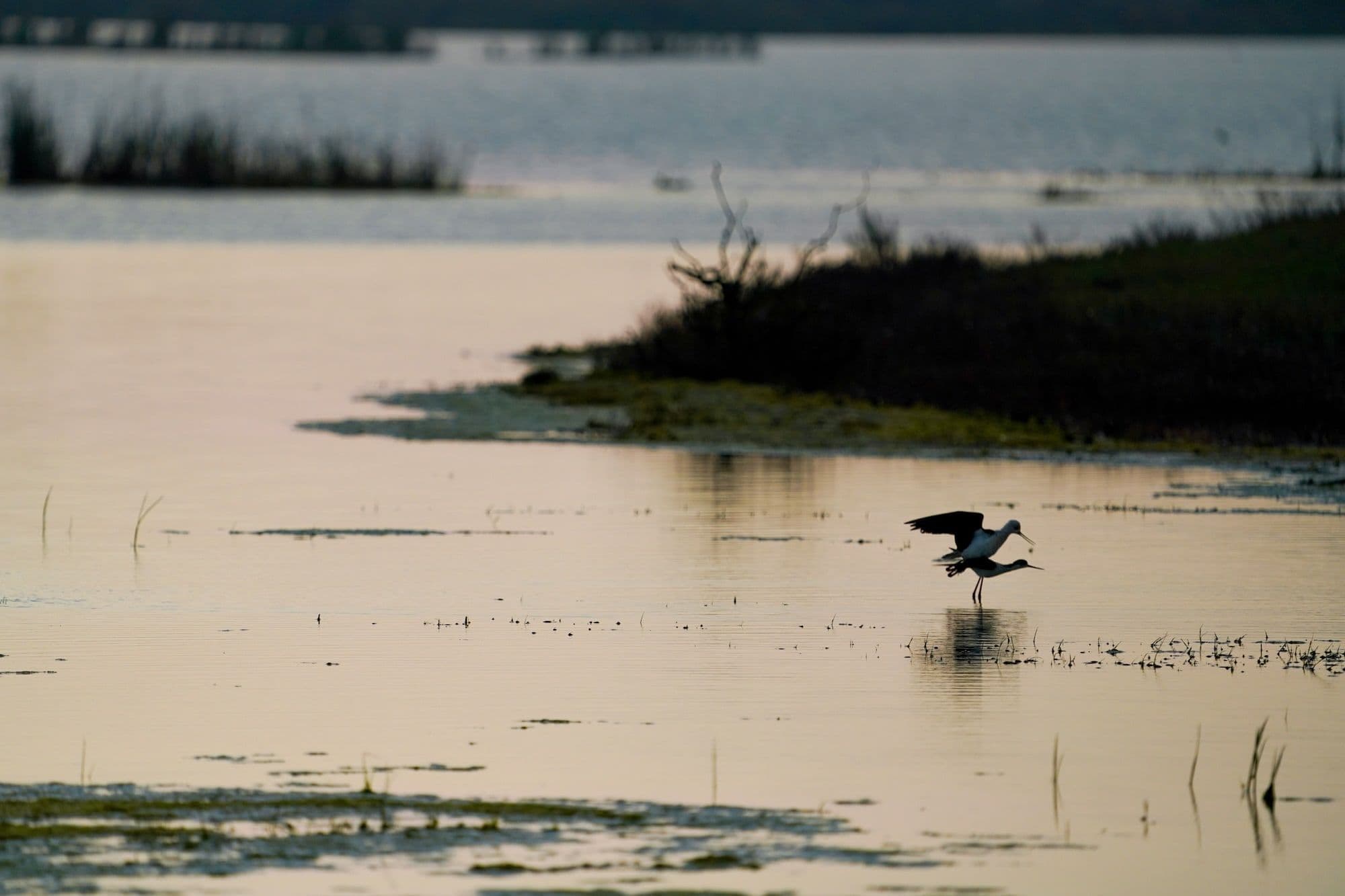 Ходулочник