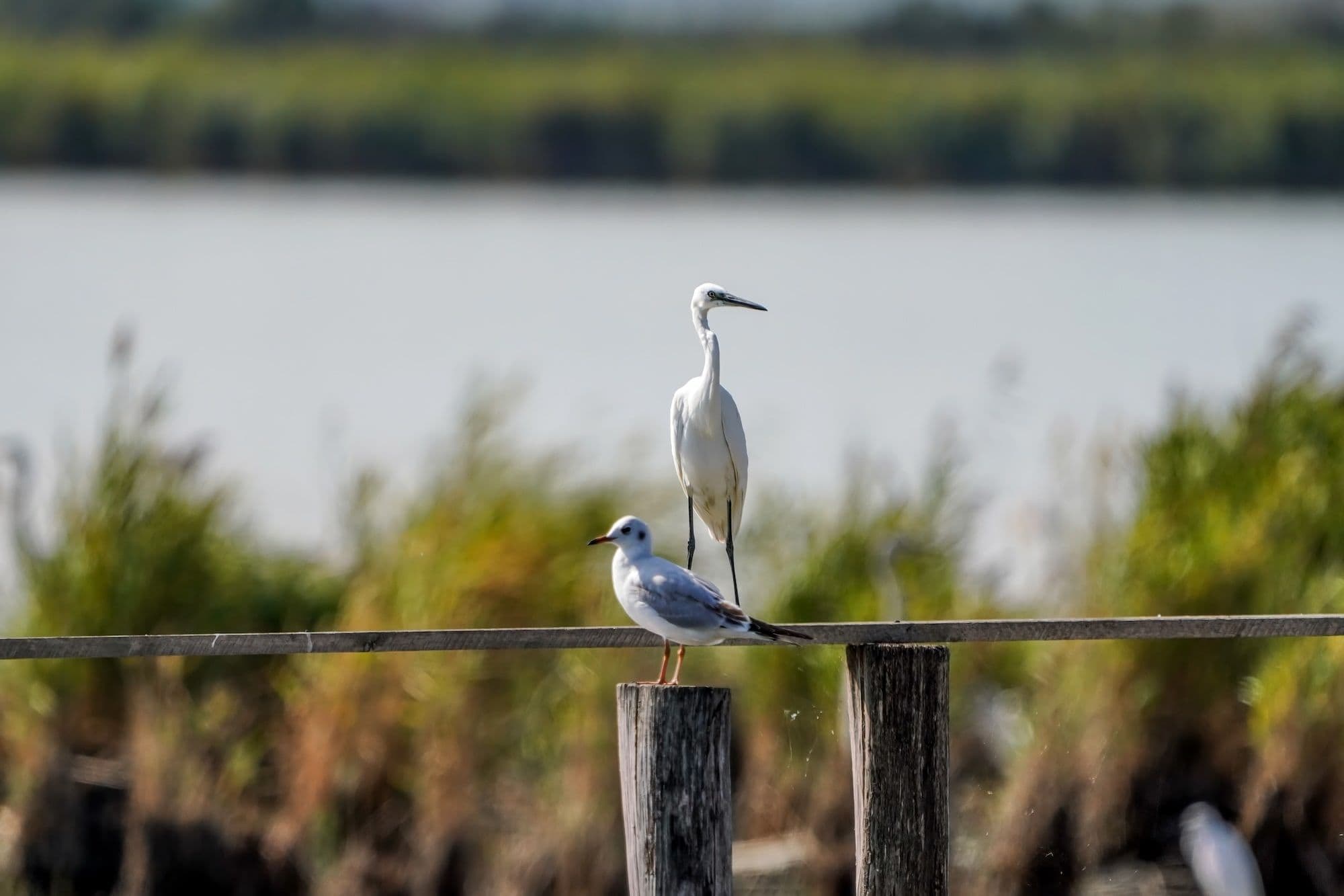 Озерная чайка, малая белая цапля