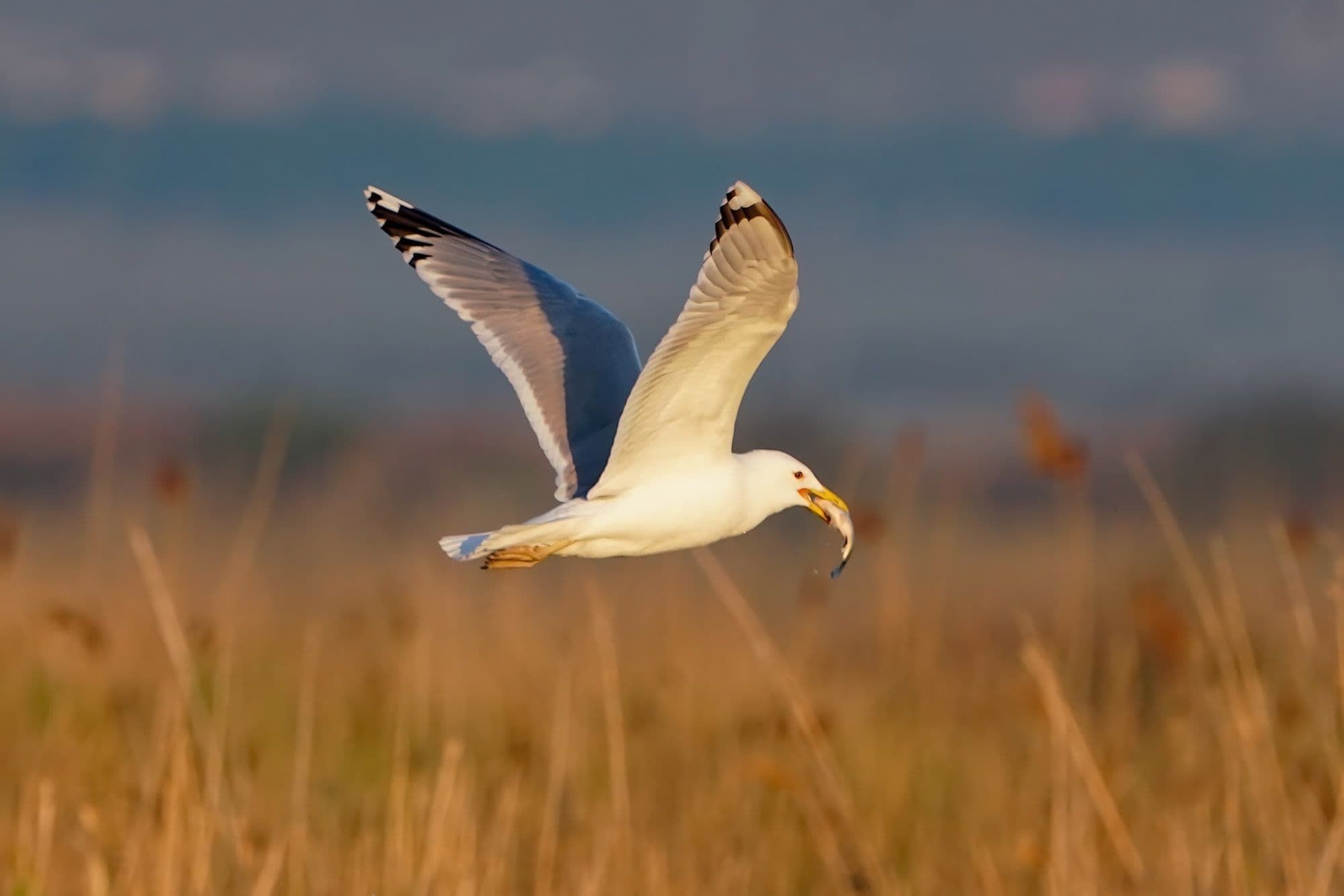 Чайка-хохотунья