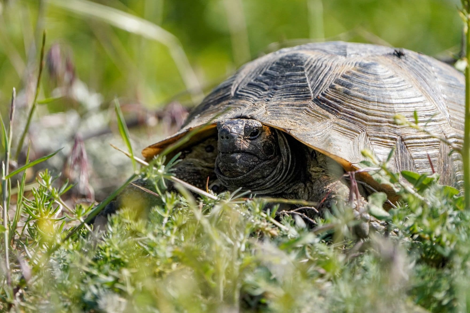 Средиземноморская черепаха