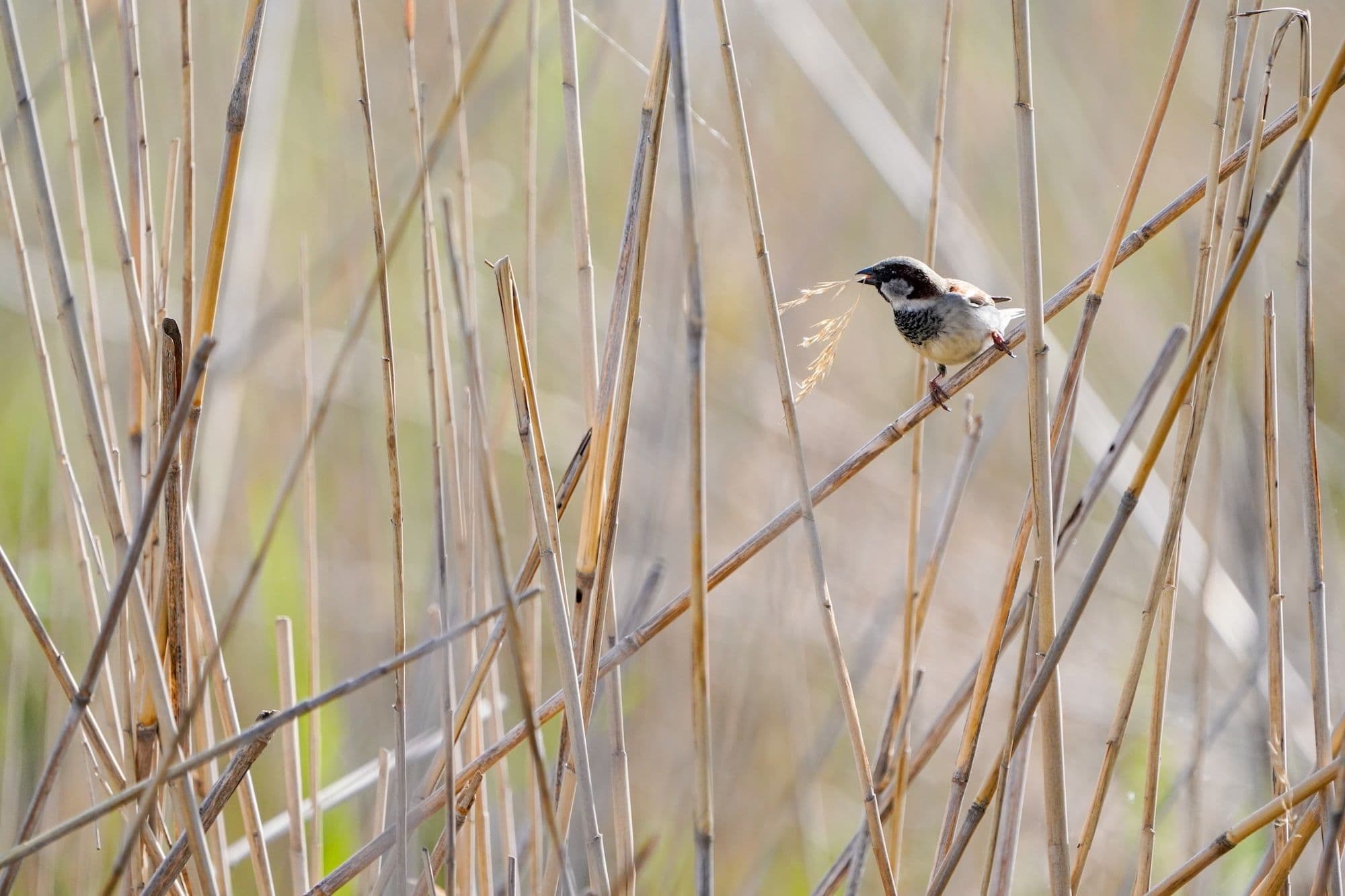 Домовый воробей