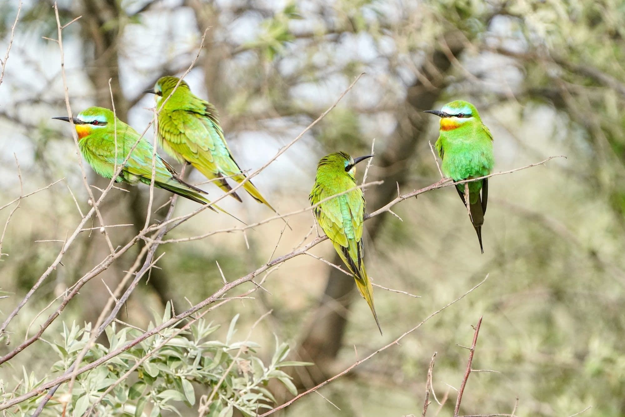 Зеленая щурка