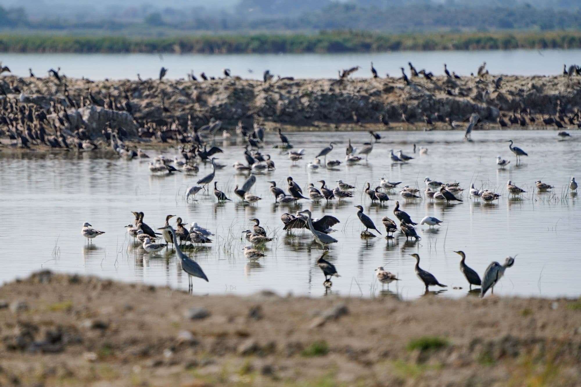 Серая цапля, большой баклан, чайка-хохотунья