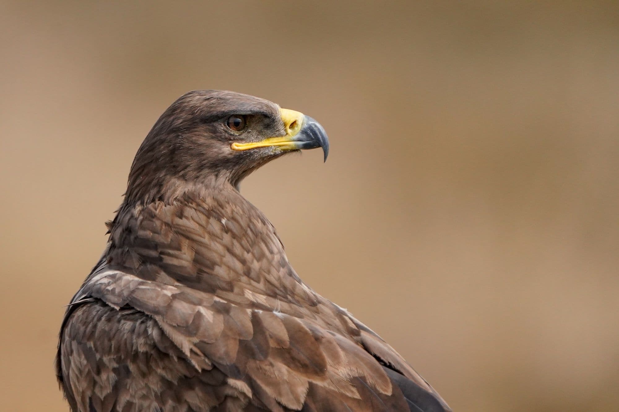 Степной орел