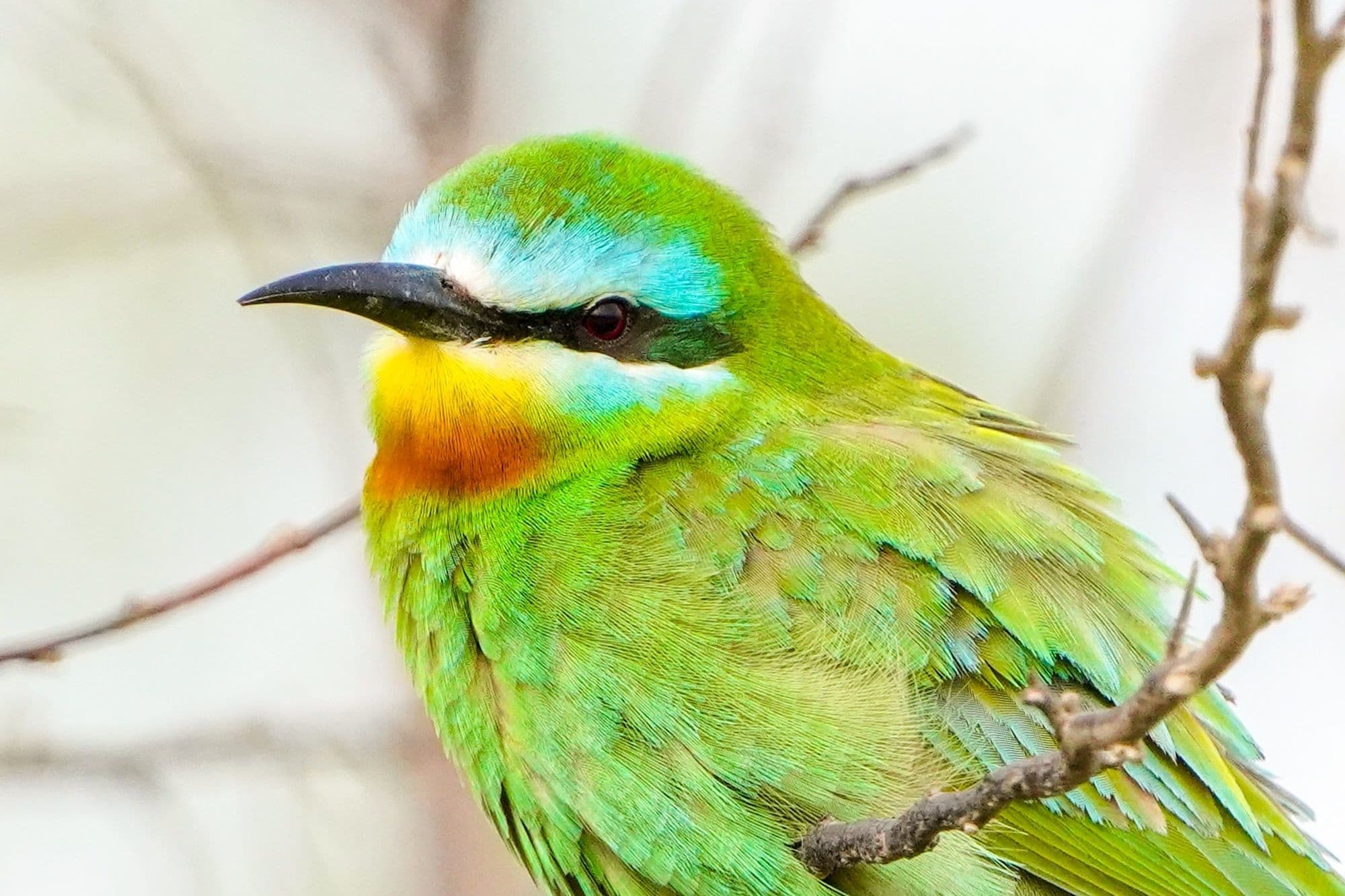 Зеленая щурка