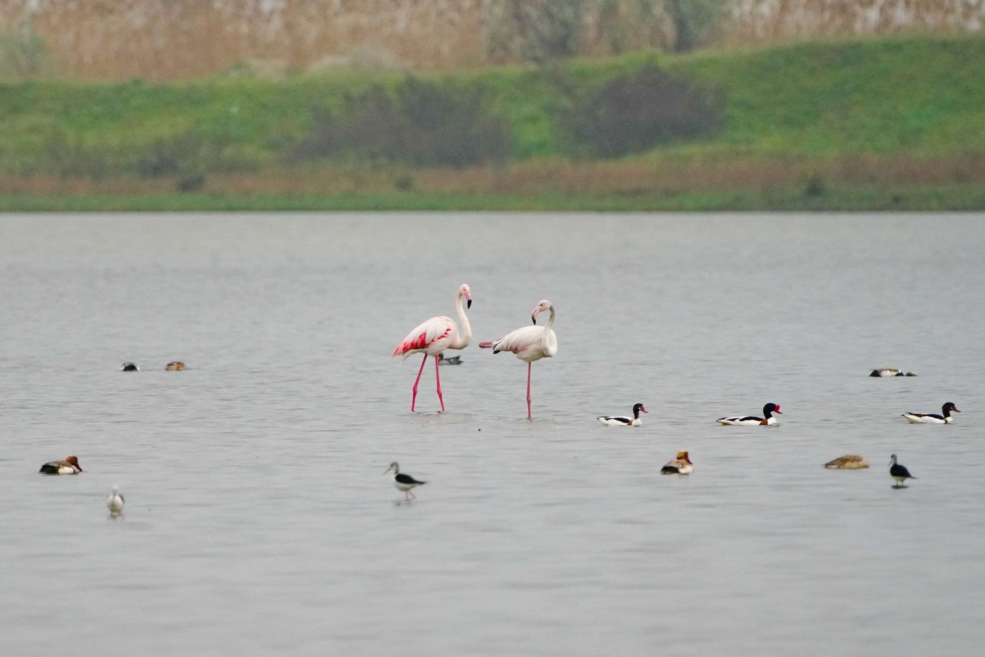 Розовый фламинго, пеганка, ходулочник