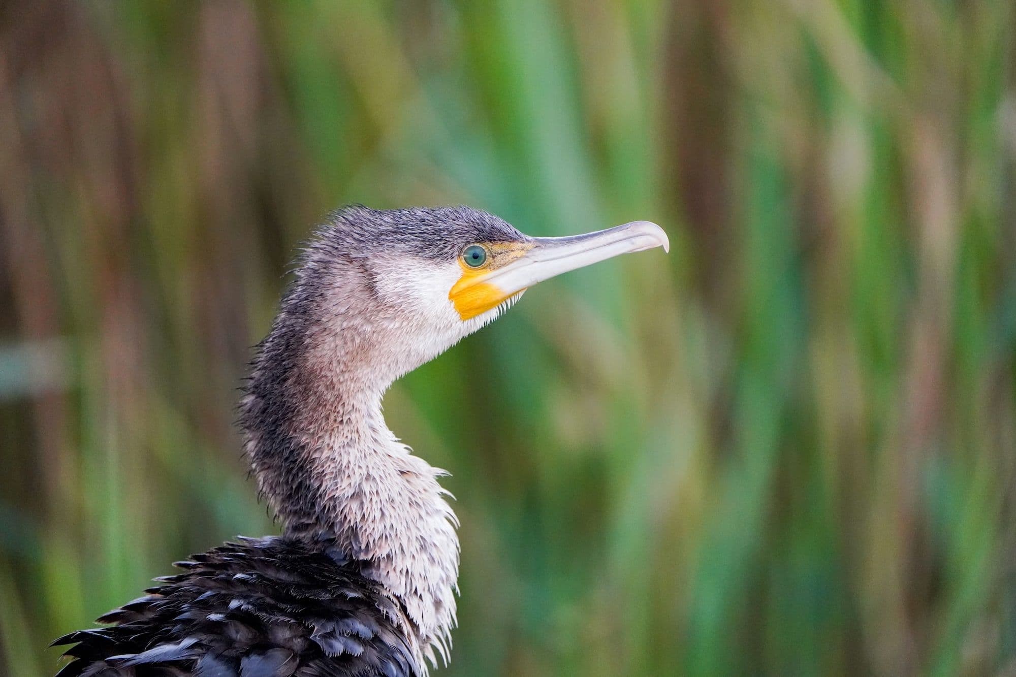 Большой баклан